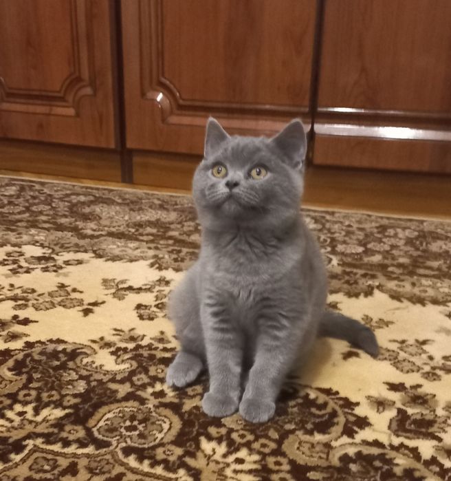 Британці,залишилася 1 прямовуха дівчинка