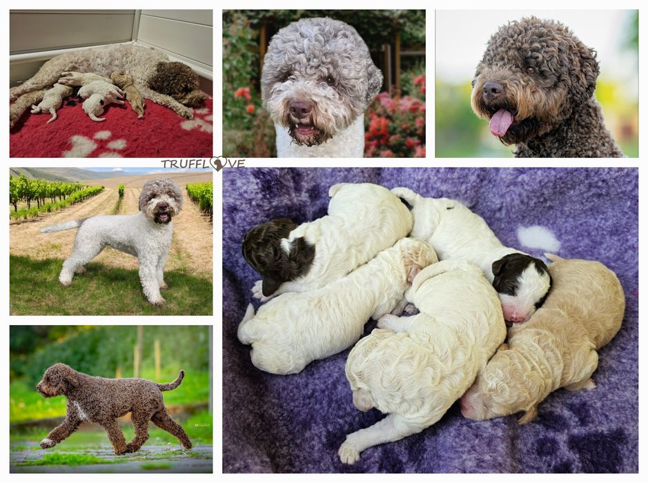 Lagotto Romagnolo FCI – biało-brązowy piesek, miot BRAVE, Trufflove