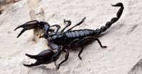 Скорпион лесной большой не агресивный