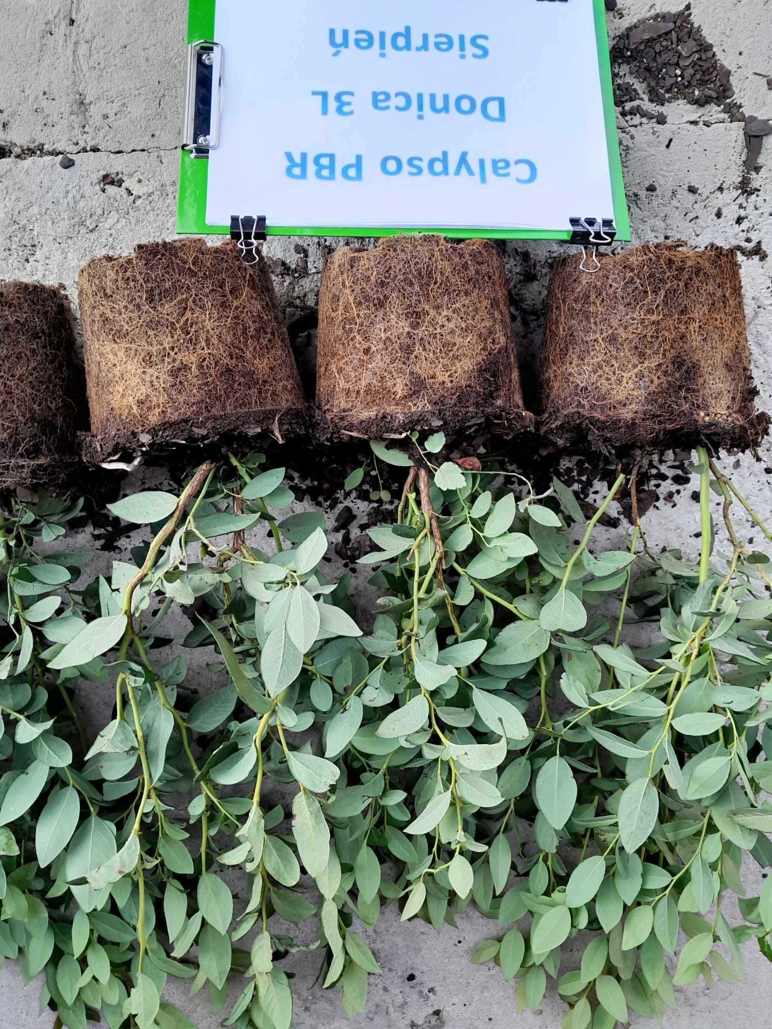 Borówka Amerykańska Calypso CAC 3 letnia donica 3 Litry PREMIUM