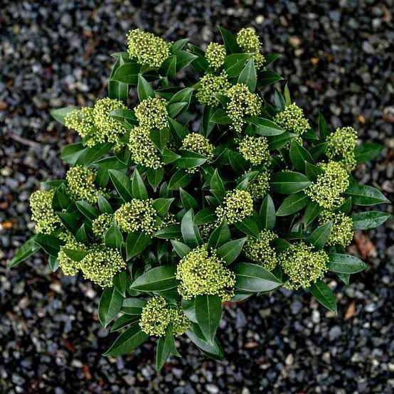 Skimia confusa "Kew Green" XL, wieczniezielona, pachnie jak konwalie!