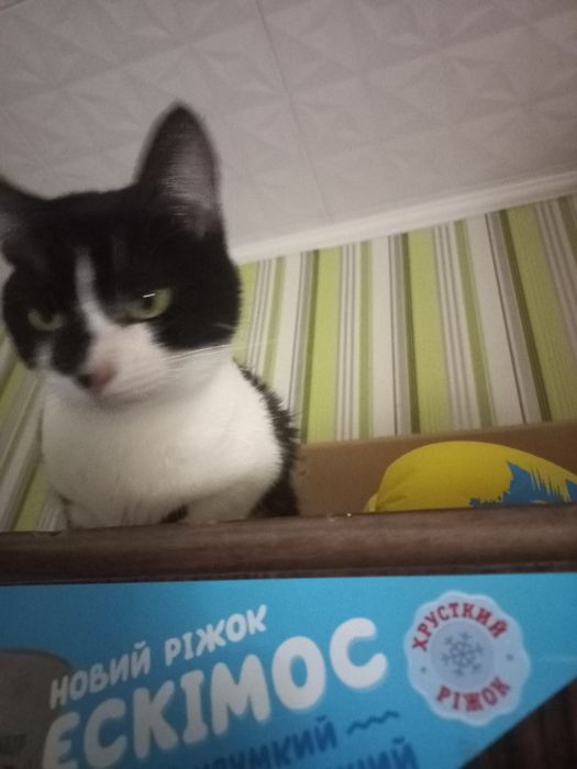 Загубився КІТ!!!