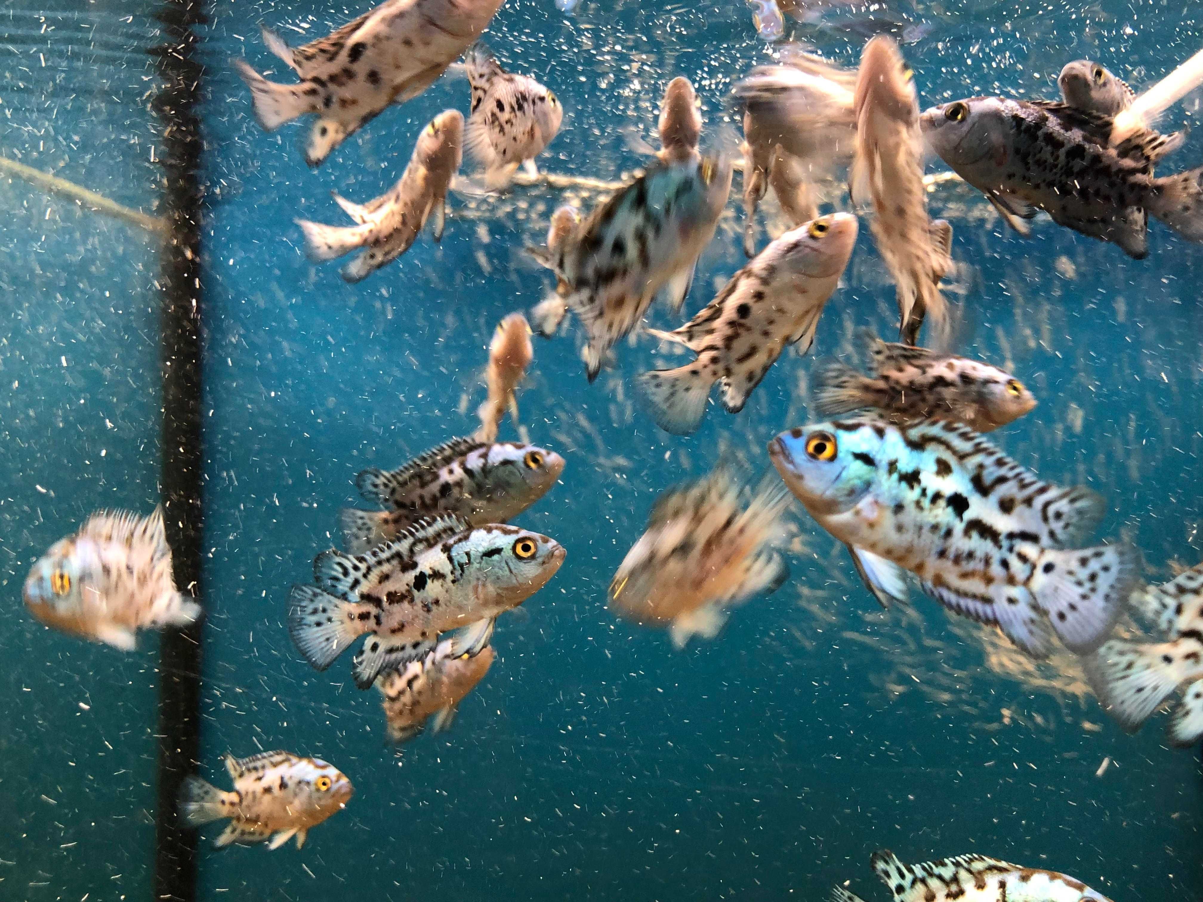 Electric Blue Jack Dempsey Pielęgnica niebieskołuska