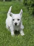 West Highland White Terrier - suczka ZKWP