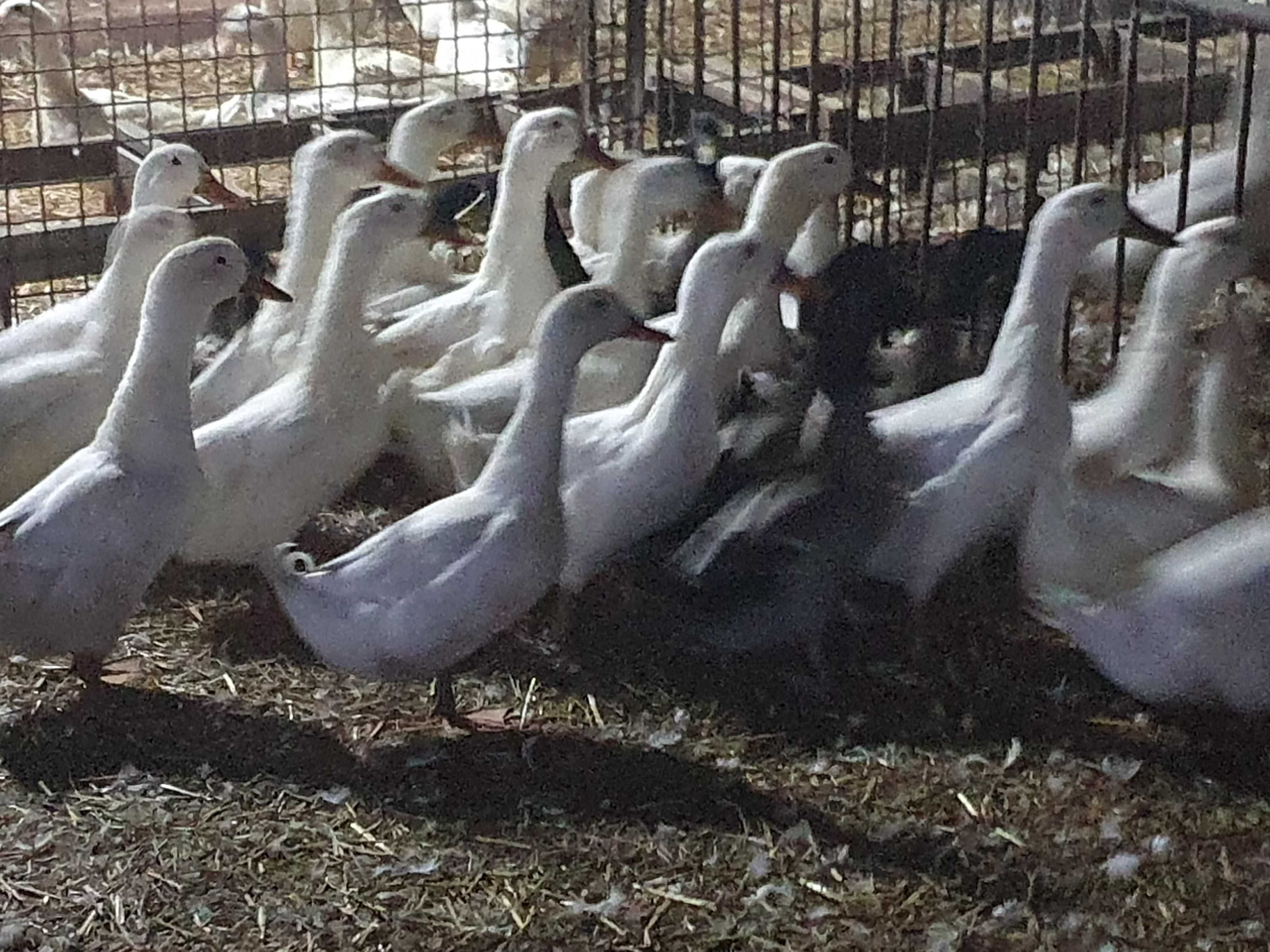 Sprzedam kaczki (kaczorki) rasy biały Pekin i kolorowe (ozdobne)