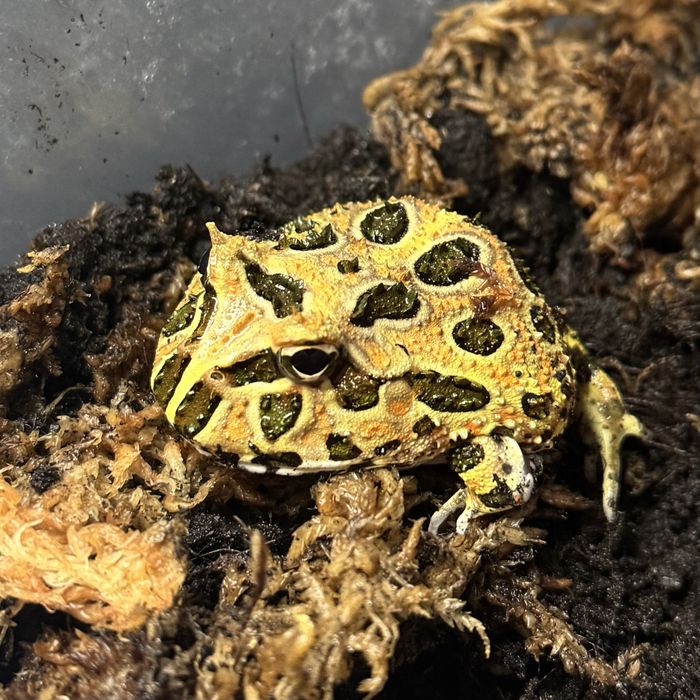 Żaba rogata - Ceratophrys cranwelli - rogatka ozdobna - podrostek