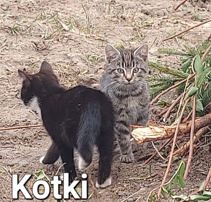 Oddam 5 małych kotów