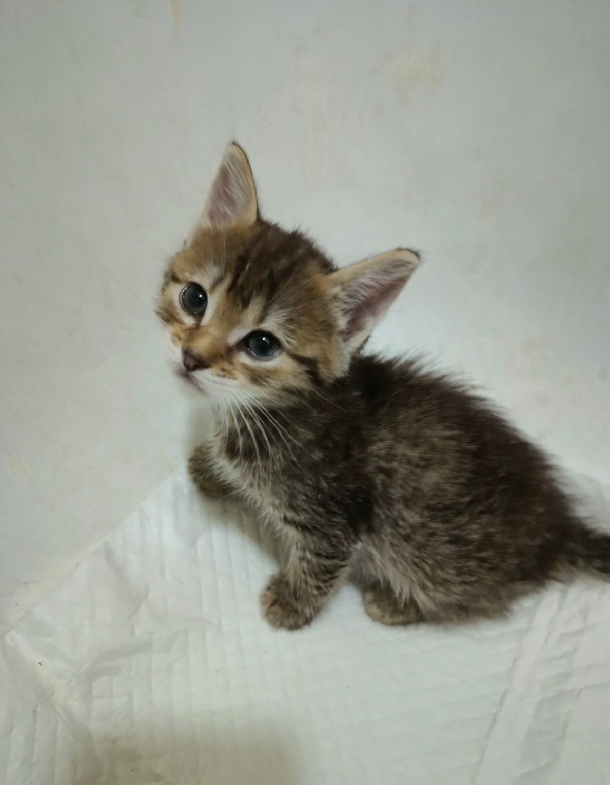 Маленькая полосатая котёнок девочка ищет дом! Котята! В хорошие  руки!