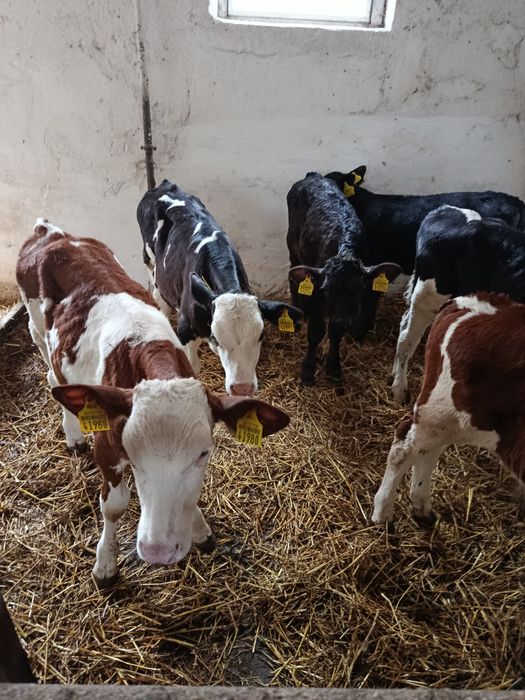 Sprzedam Polskie cielęta