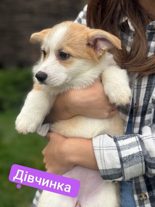 Маленькі коргі з великими серцями