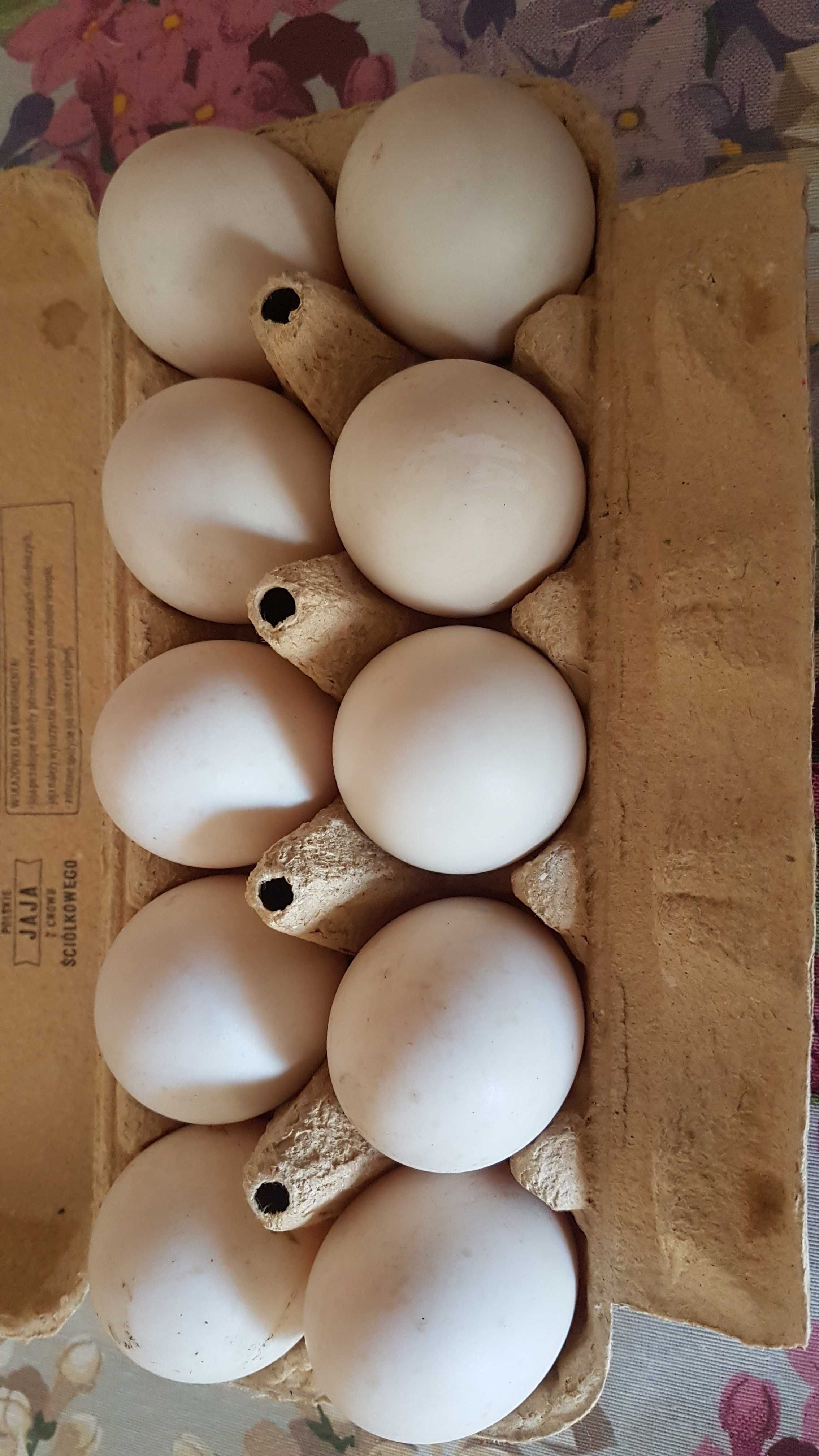 Jaja lęgowe kaczki staropolskiej