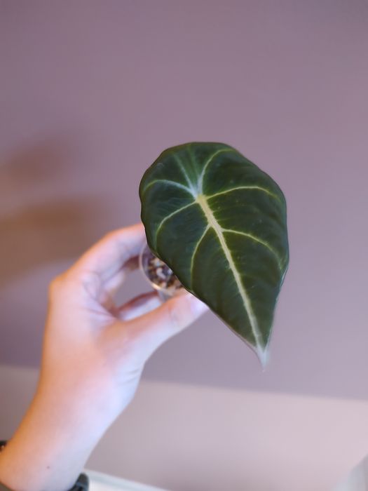 Alokazja Black Velvet