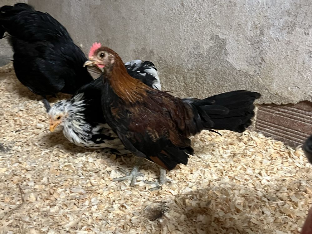 Macho galo brankiva