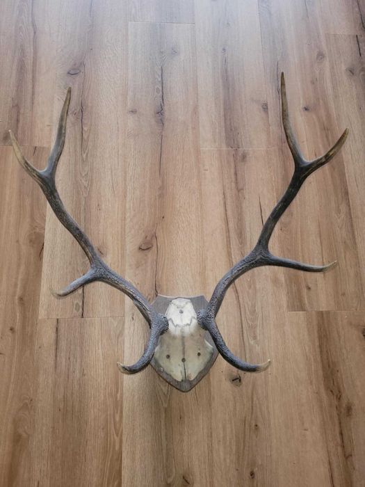Poroże jelenia  z czaszką