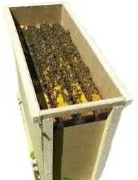 Бджолопакети Карніка 3 рамки росплоду 1 рамка кормів