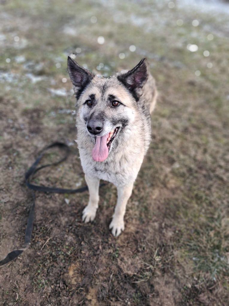 Do pilnej adopcji!