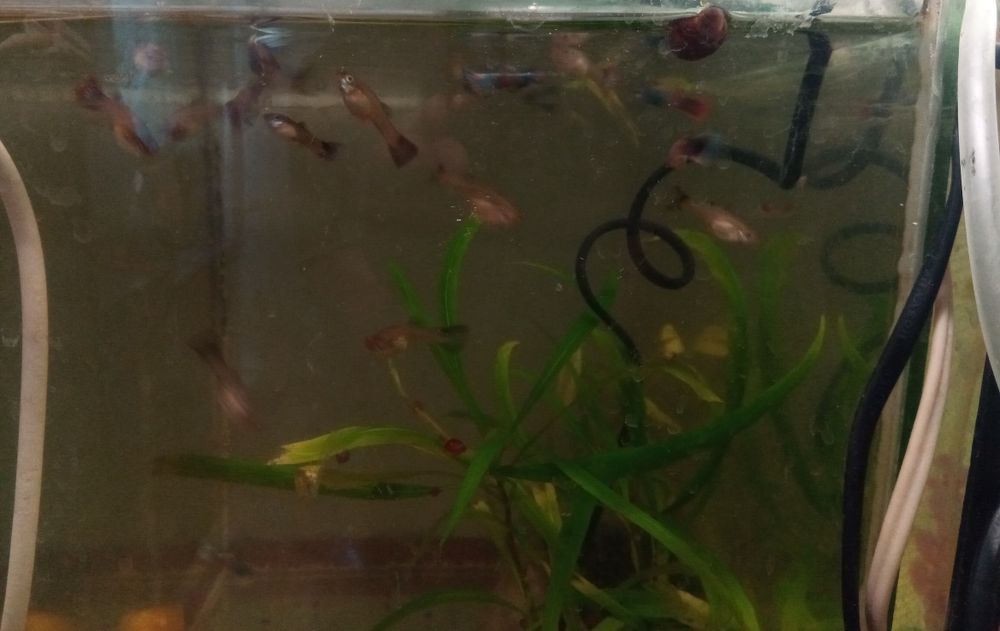 Молодые анциструс супер ред.гуппии красивые