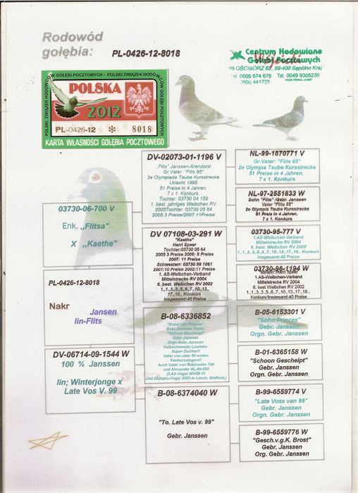 Gołębie pocztowe Gołąb Samice 2025  Janssen  -Flits/Merxckx rodowodem