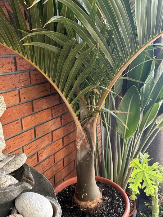 Palma Mascarena verschaffeltii.