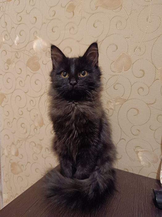 Стерильні котики у ДОБРІ руки, лімітована серія