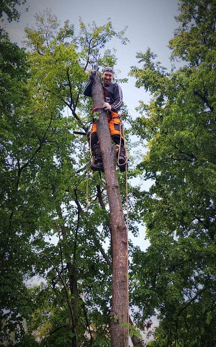 Спиляти, Зрізати ДЕРЕВО. Спилить, Обрезать ДЕРЕВО. Расчистка участка