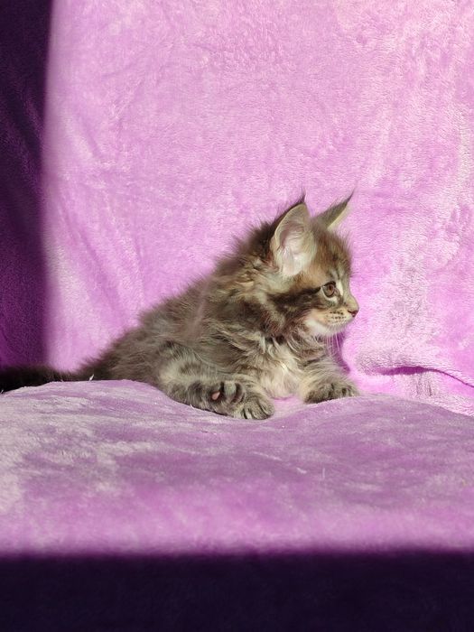 Кошенята породи Мейн-кун