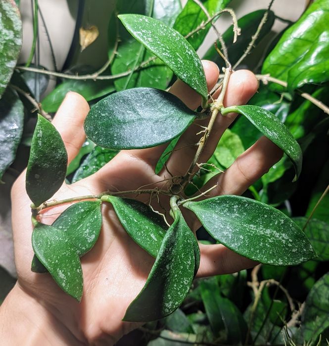 Hoya Micrantha Splash - całość ze zdjęcia