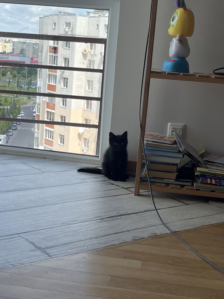 Кошеня шукає дім