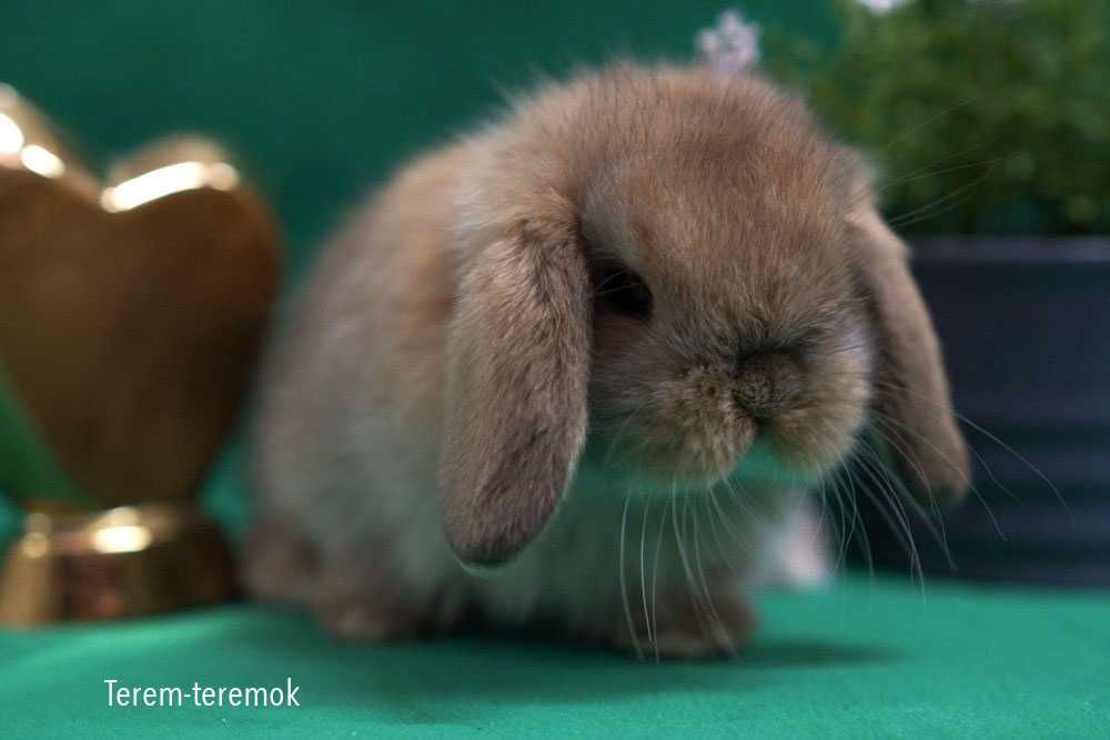Очень милый породистый крольчонок Мини Лоп