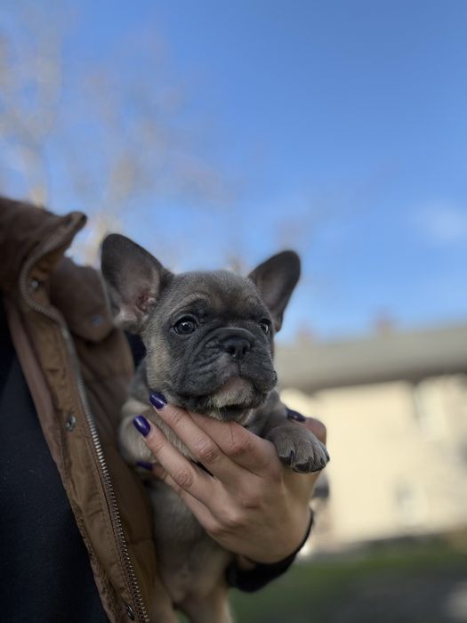 Buldog Francuski suczka