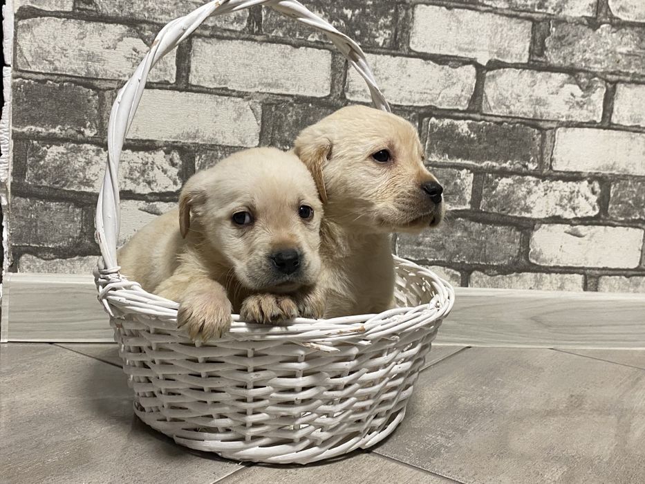 Лабрадор-ретрівер