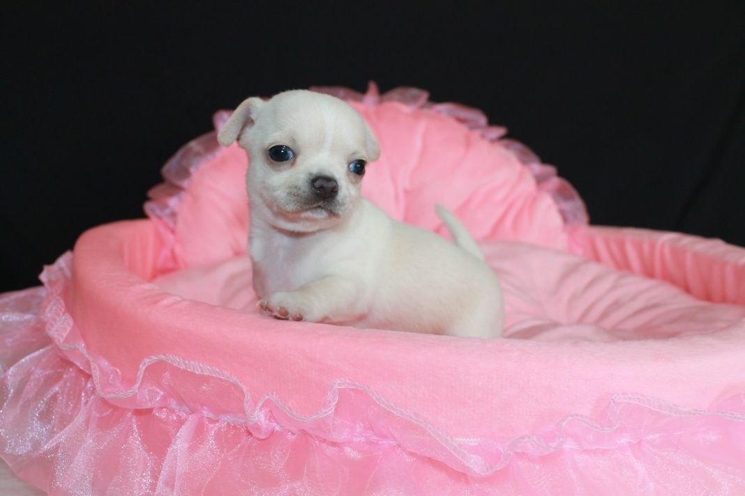 ZAREZERWOWANY! Chihuahua krótkowłosy biały chłopiec ZKwP FCI
