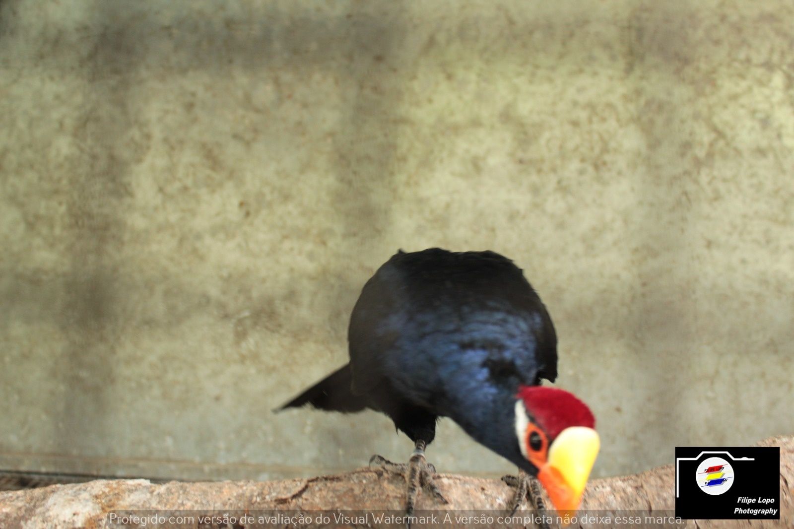 Turacos para venda com um ano