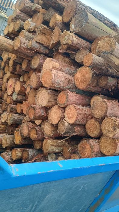 Skup drewna – papierówka, kłody, dłużyce, tj sosna świerk topola
