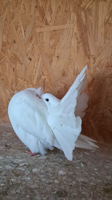 Pawik pawiki białe 2025r