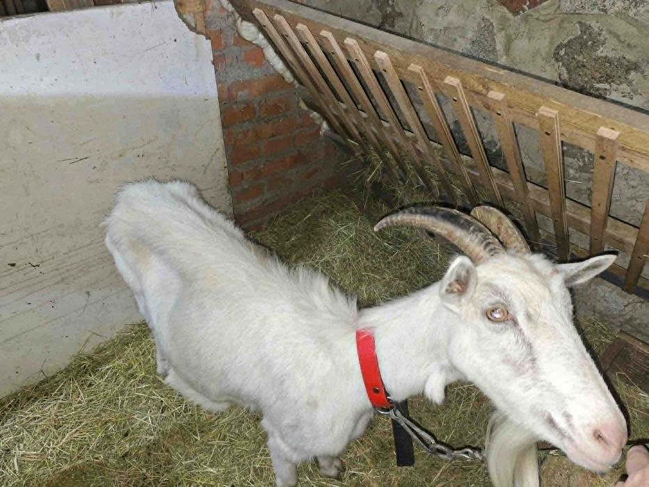 Koza mleczna zakocona