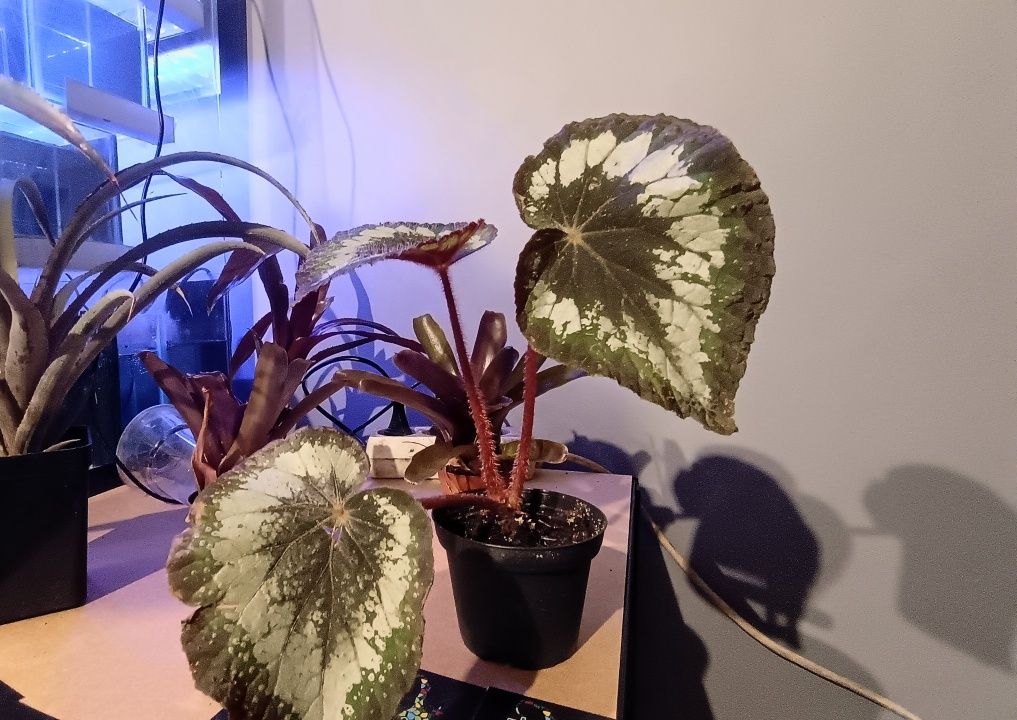 Begonia/rośliny do paludarium, terrarium, wiwarium