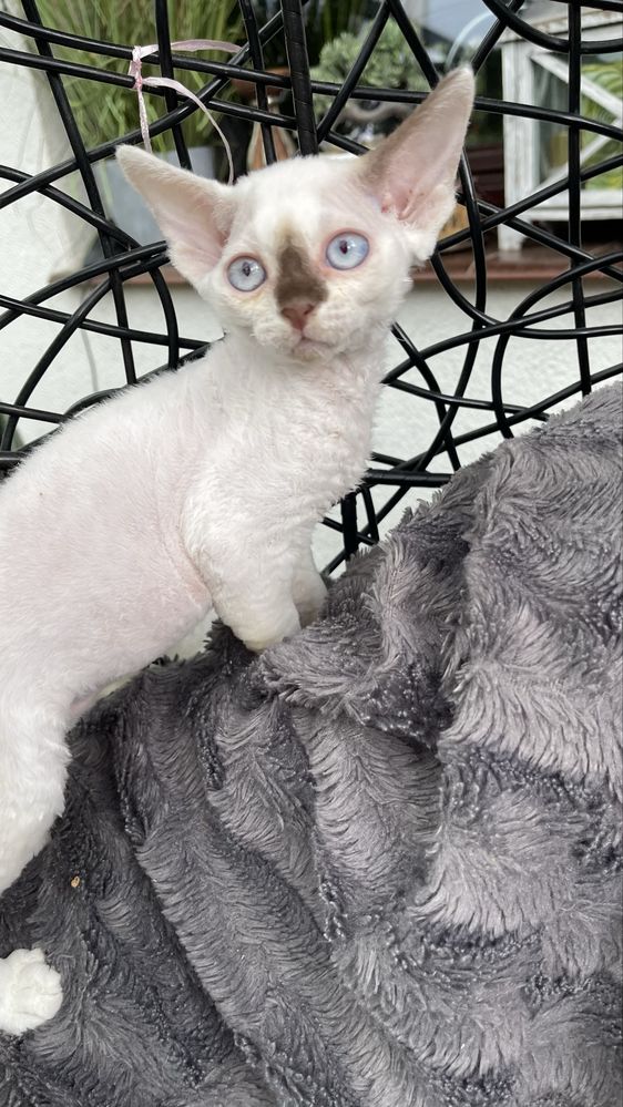 Devon rex kocurek , rodowod FPL/FIFE