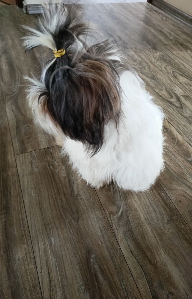 Śliczny piesek shih tzu