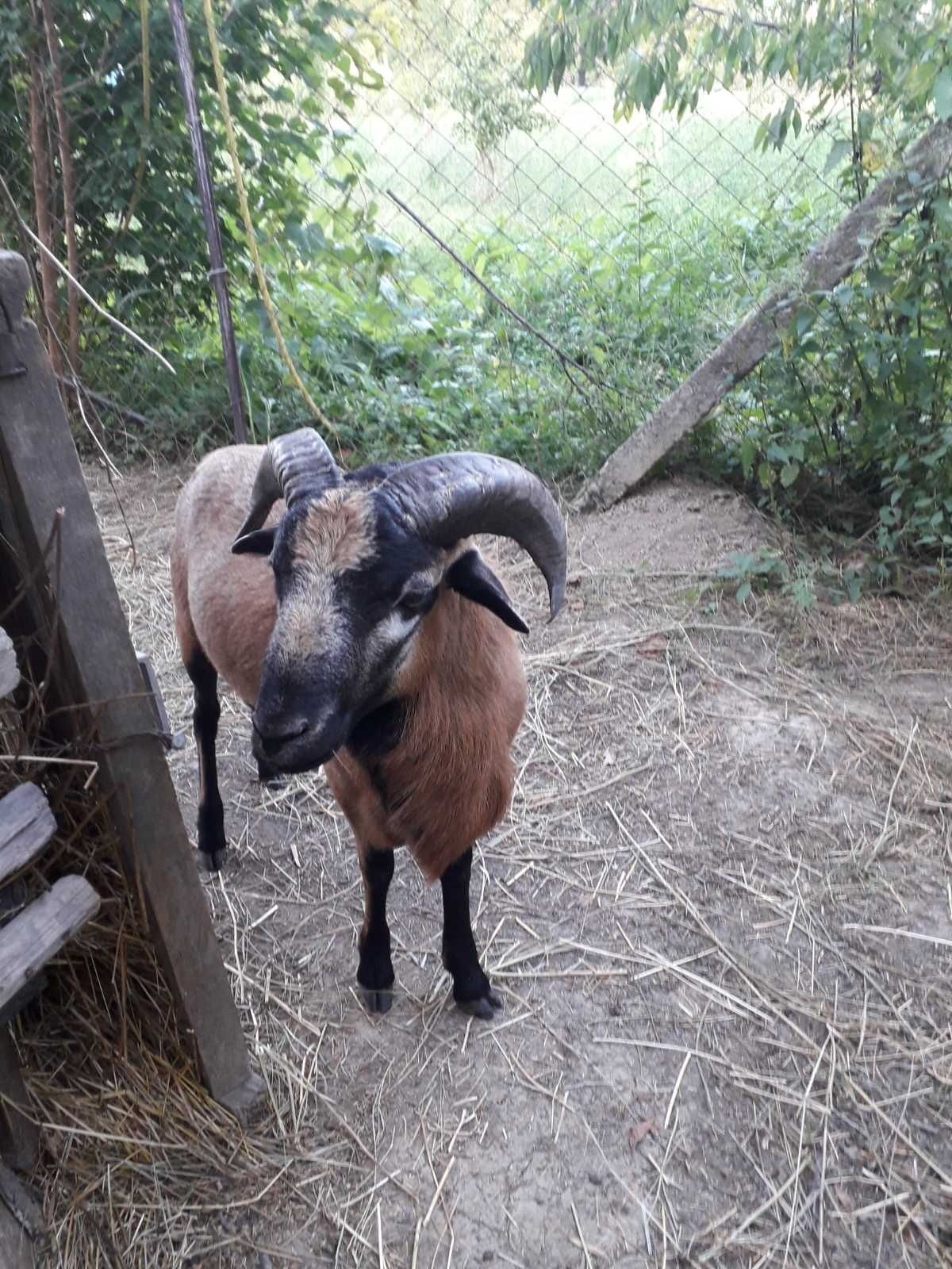 НЕ ПРОДАЮТЬСЯ.! Камерунських баран запрошує на в'язку