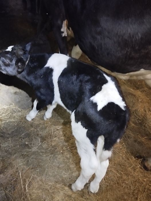 Sprzedam byczki i jałoszki mleczne mieszance bbb i angus