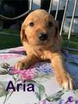 Aria złota sunia golden retriever