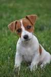 Szczenie Jack Russell Terierr . RODOWÓD.