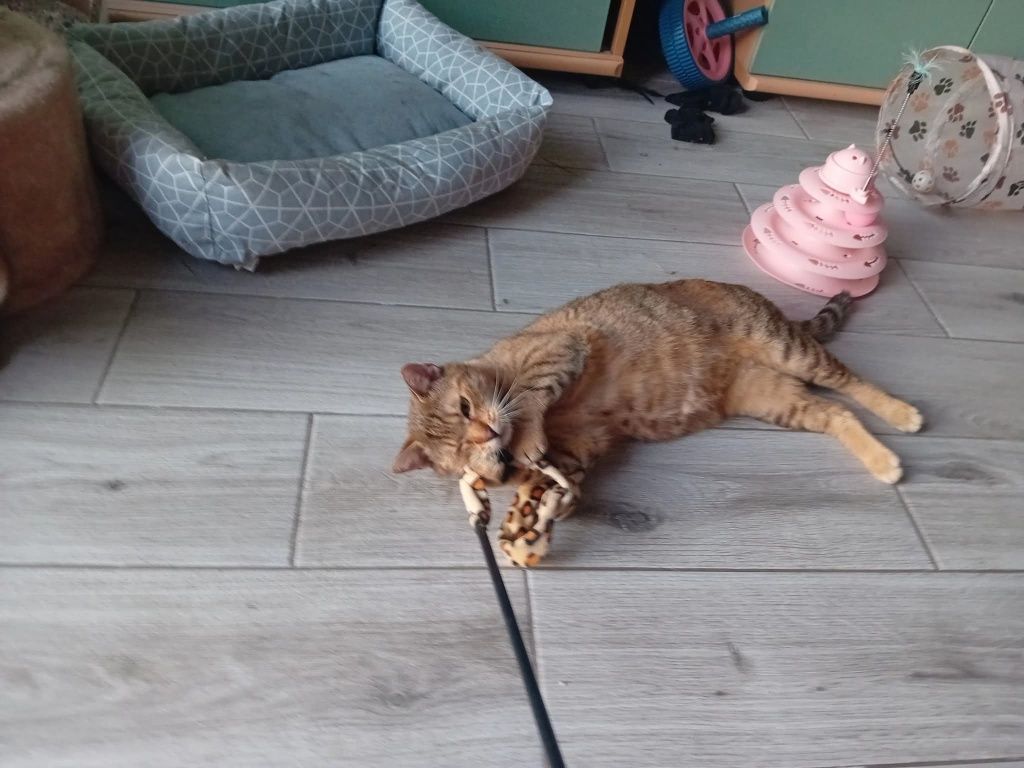 Lonia ,cudna kotka szuka swojego domku