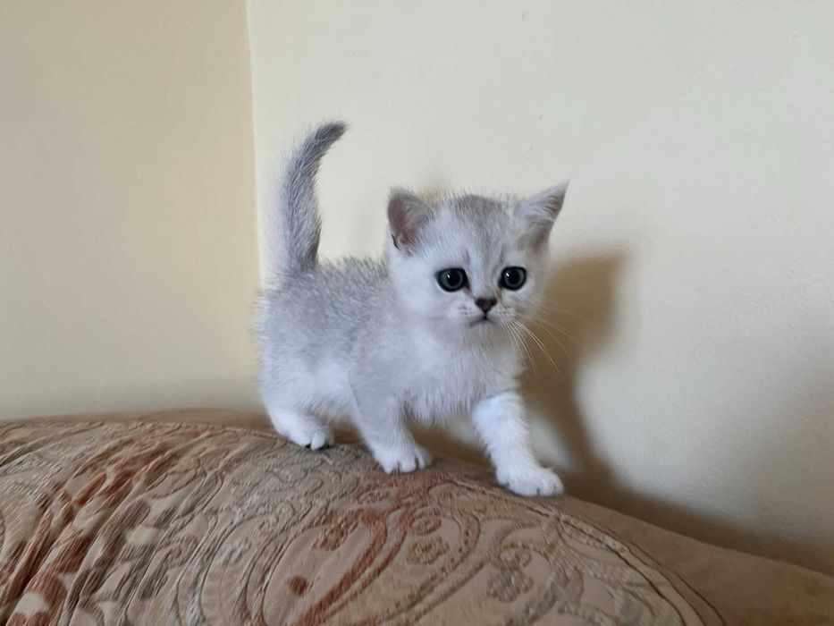 Блакитноока срібна красуня британка