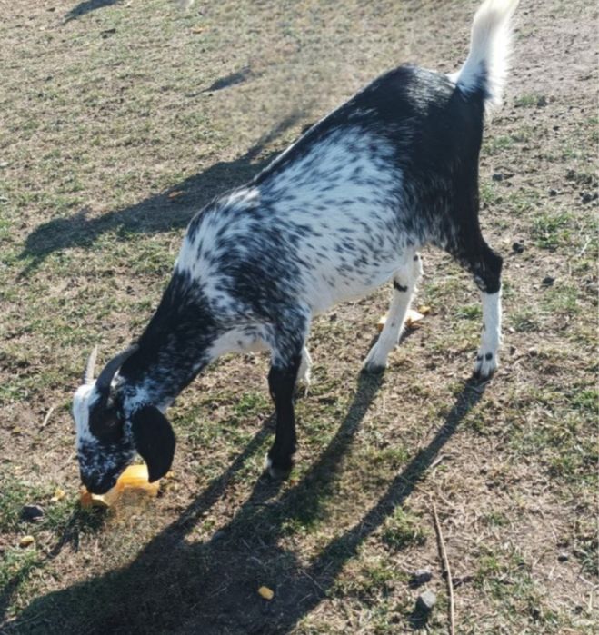 Продам козочку Англонубійка