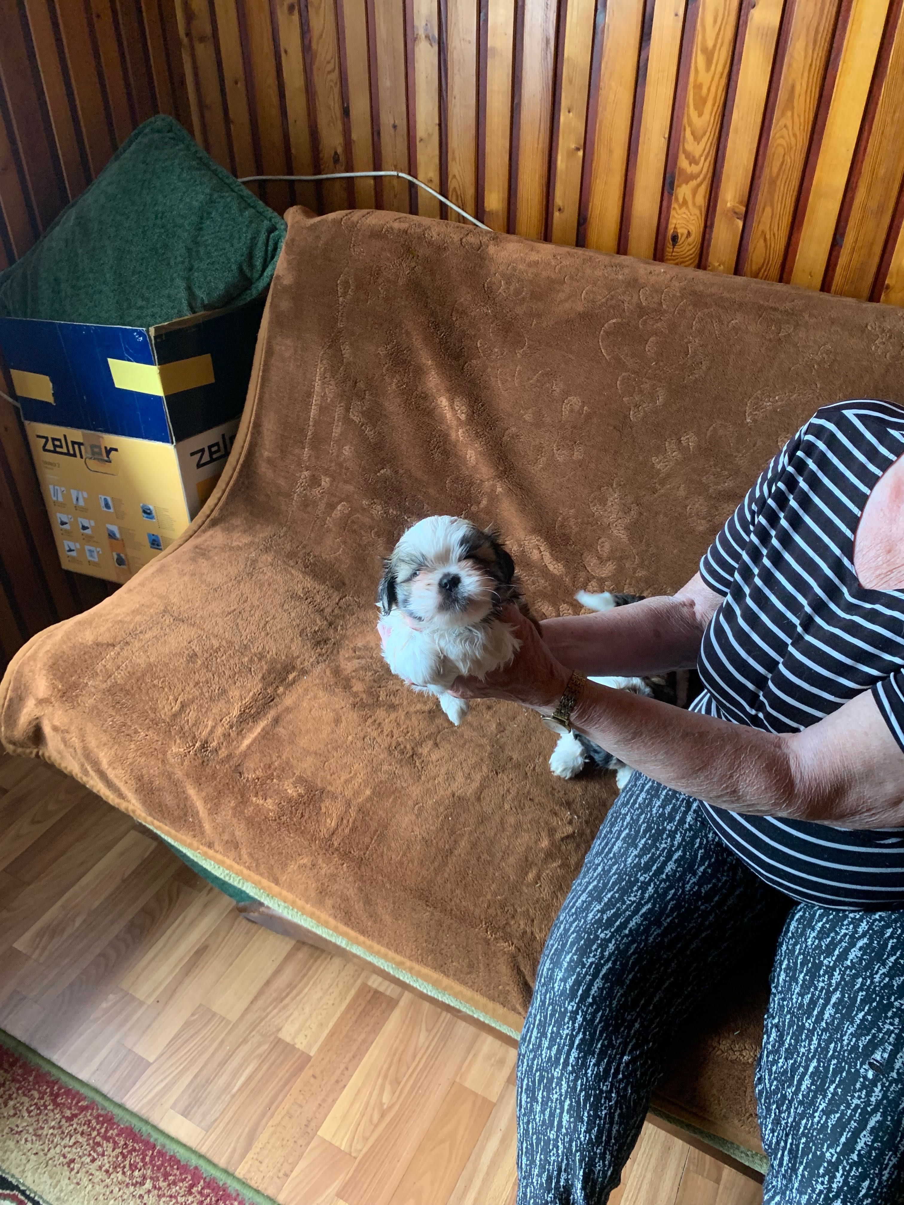 Sprzedam Shih tzu