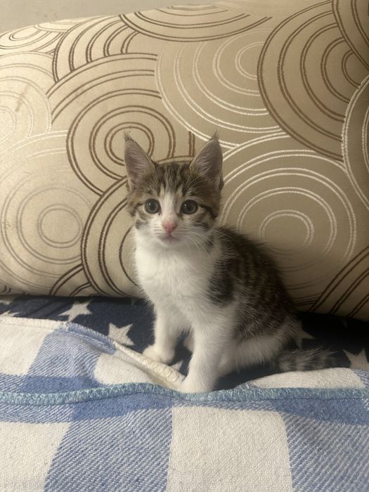 ВІДДАЮ КОШЕНЯТ тільки в добрі руки