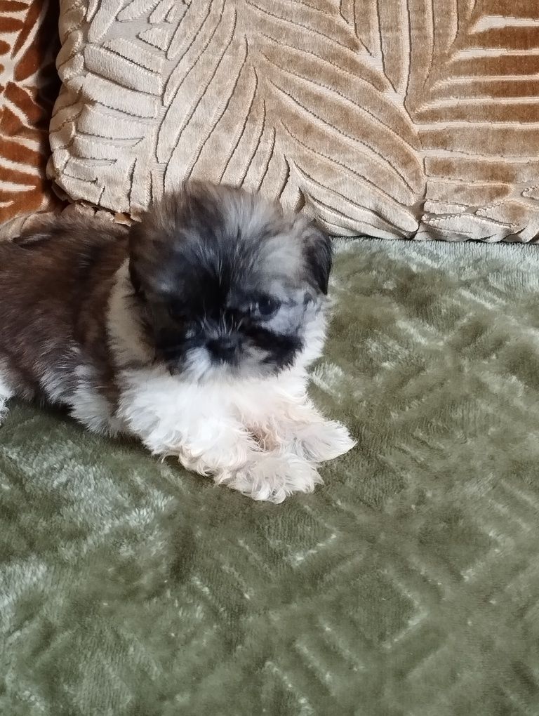 Shih TZU suczka do odbioru 26 lipca