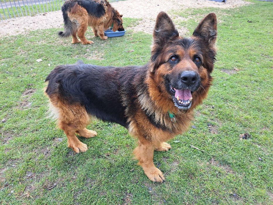 Hades i Hera- rodzeństwo owczarków szuka domu